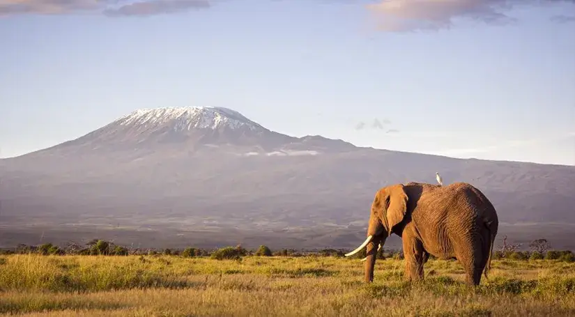 View of Mt.Kilimanjaro with a big old elephant & a bird on its back.