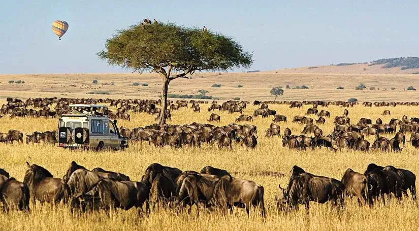 A jeep full of tourists are travelling, With a wilderness of wildebeest all around them.