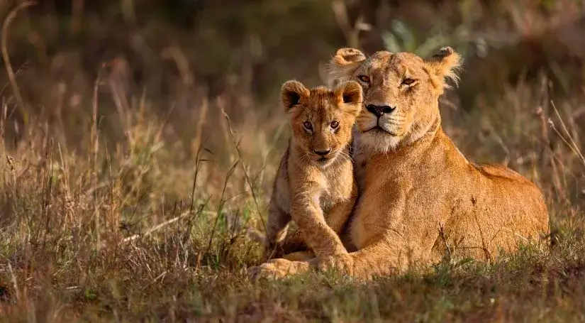 Fierceful look of a lioness along with a cub from safari jungle in Tanzania