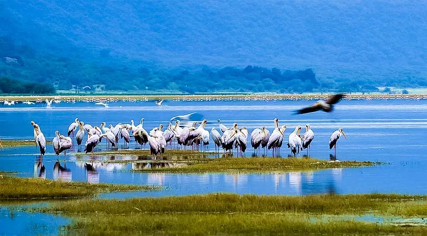 Beautiful view of Flamingos in Lake Manyara