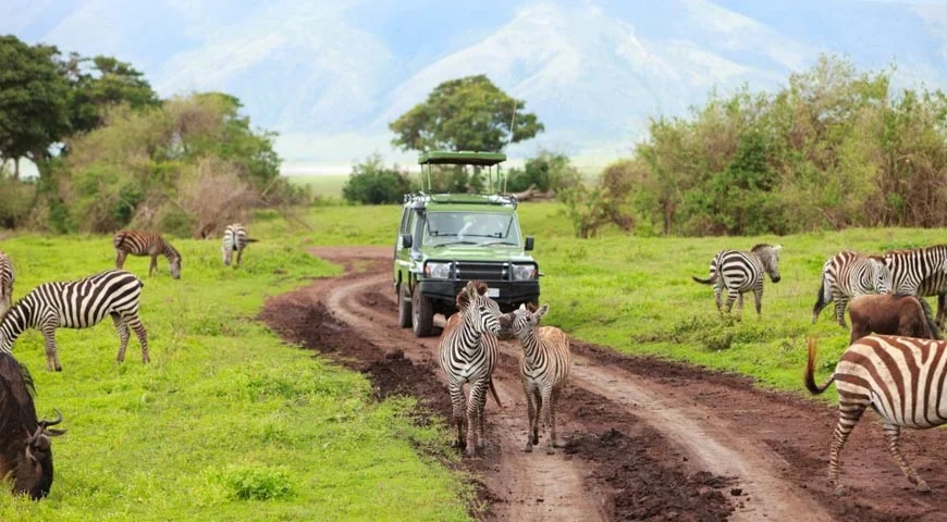 View of Zebras and wildebeest alongside from safari vehicle in Tanzania