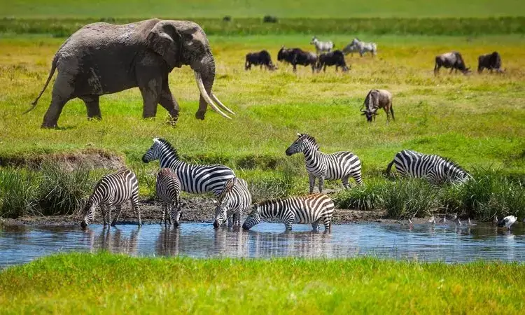 scenery from safari which consists of an old elephant with big tusk, a group of zebra's and wildebeest in the background