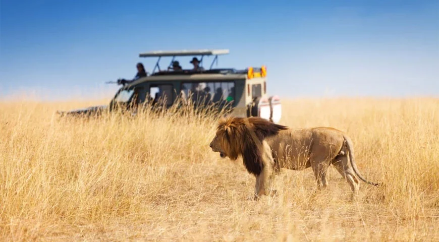A jeep full of tourists enjoying the view of roaring lion in safari jungles of Tanzania
