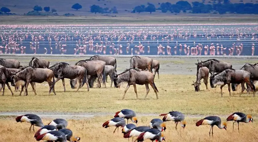 Beautiful view of Lake manyara along with wildebeest, flamingos and grey crowned crane.