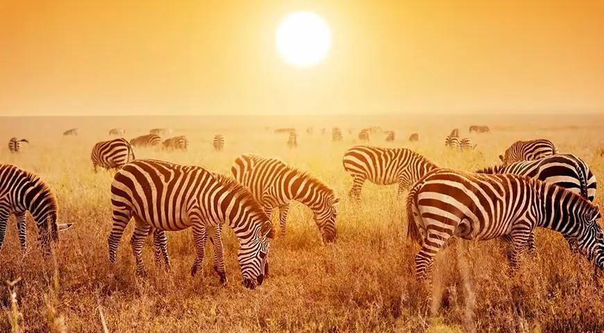 The stunning view of sunset in Tanzanian safari jungle.