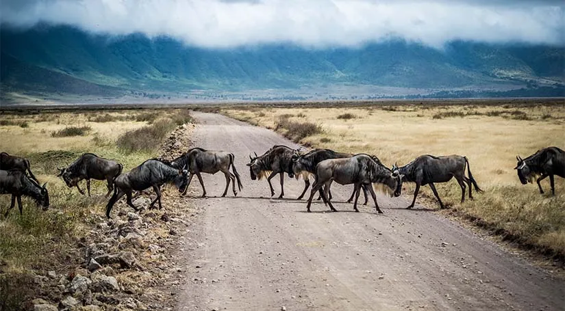 A herd of wildebeest crossing road near Serengeti national park