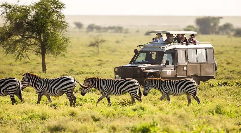 View of zebras surrounded around safari vehicle