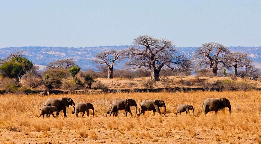 A herd of Elephants roaming in safari jungle of Tanzania