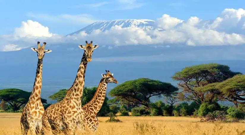 A Herd of giraffes in safari jungles