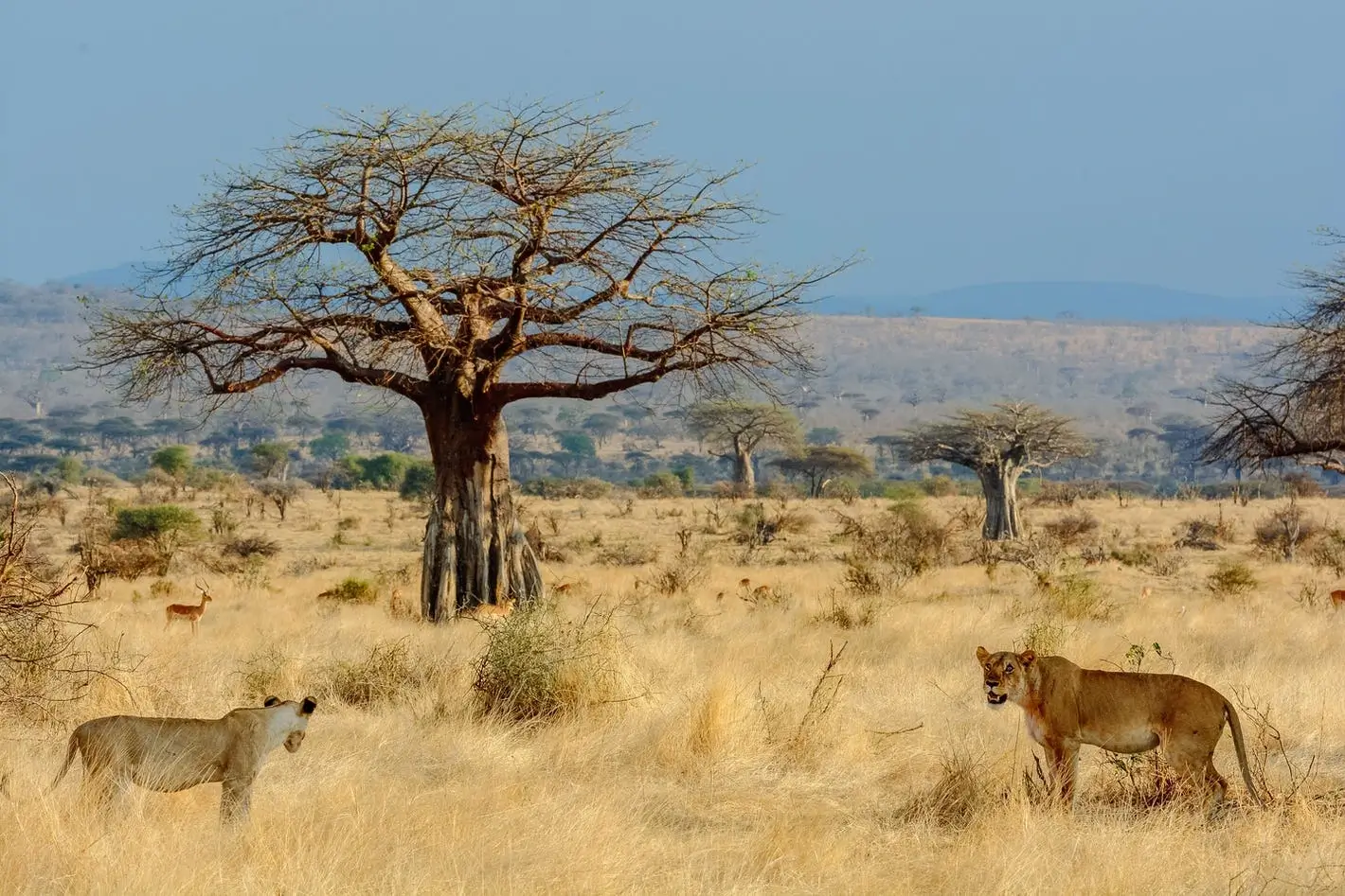 Lions and dears in one frame in O Ruaha National Park