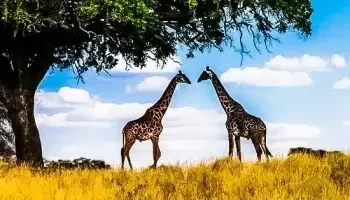 A couple of giraffes together