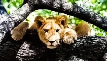 A lioness looking from between the tree