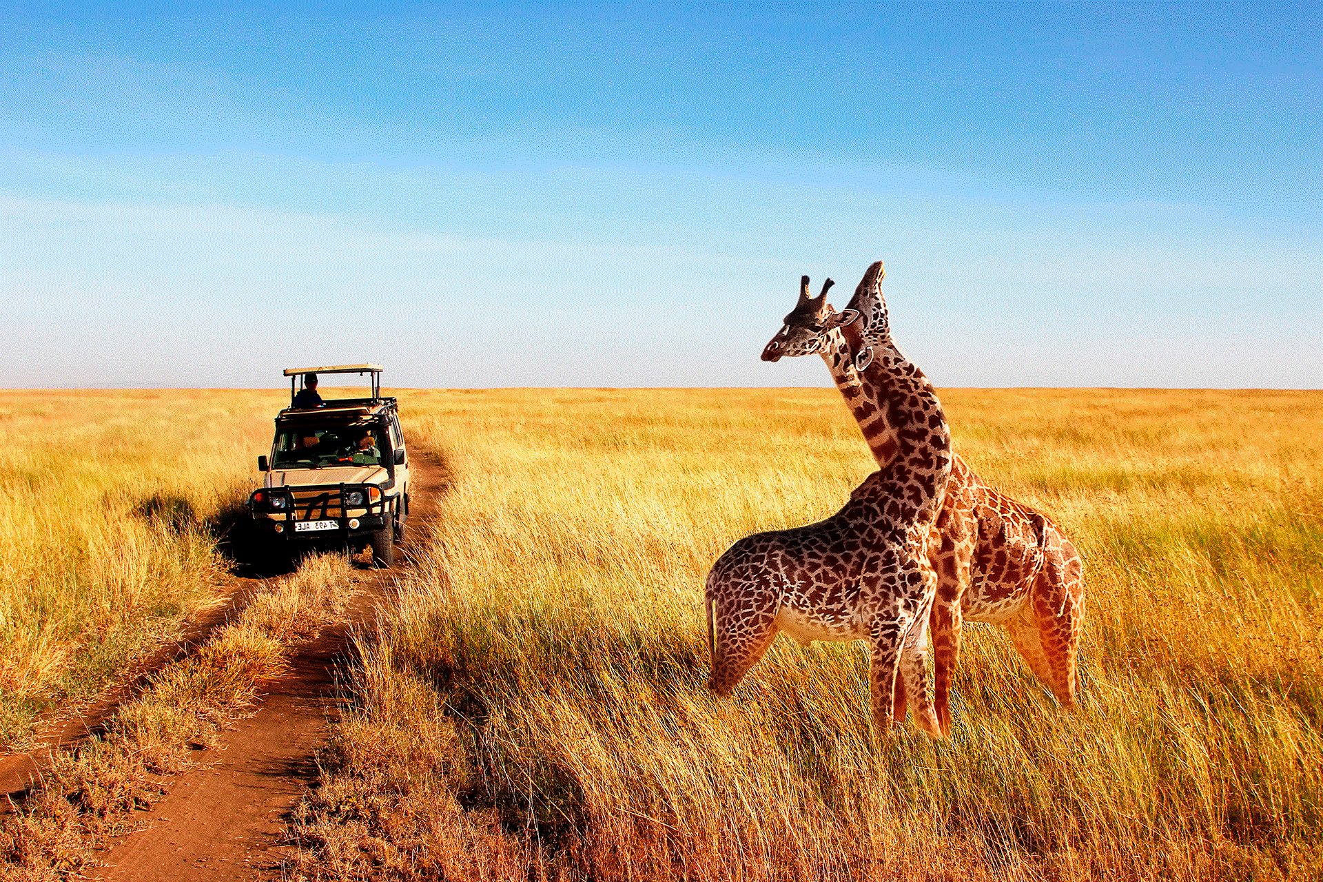 a group of travelers sighting giraffes from a safari vehicle
