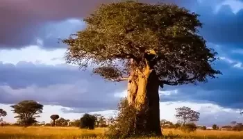 A Giant tree in between a forest
