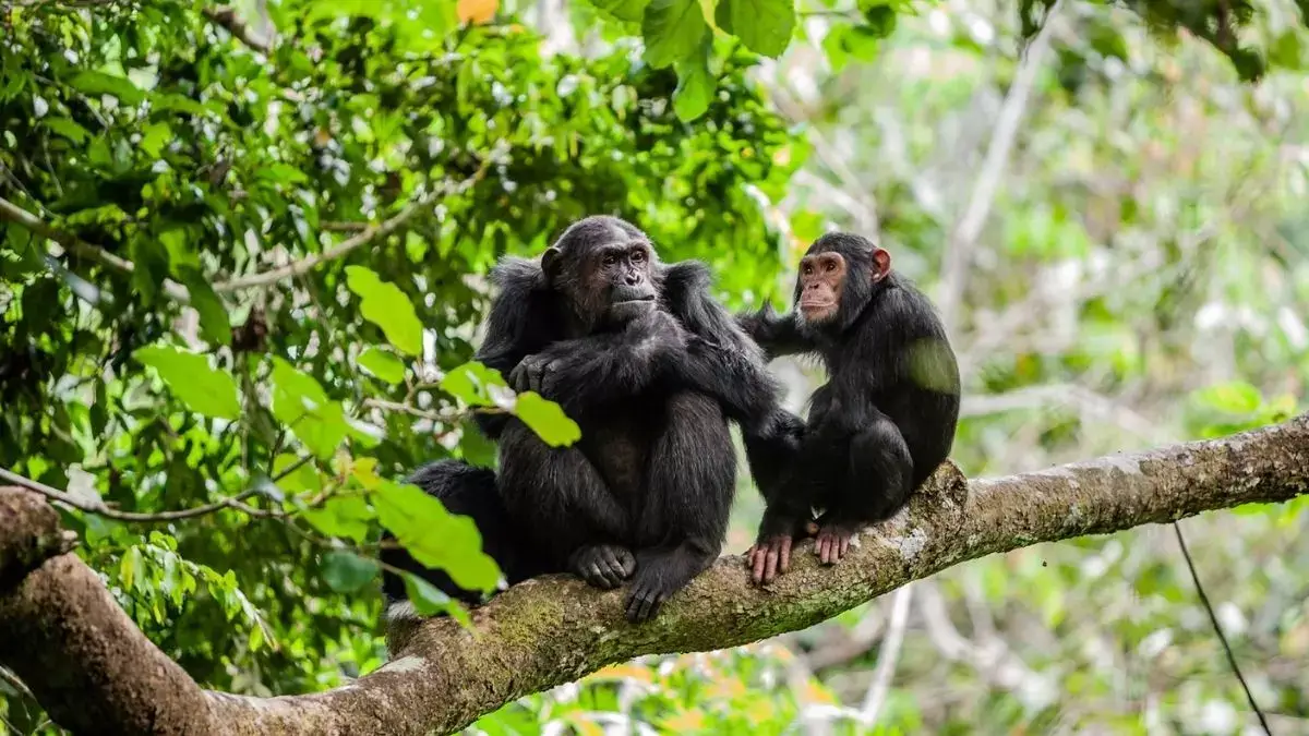 A Group of chimps in Tanzanian safari's forests