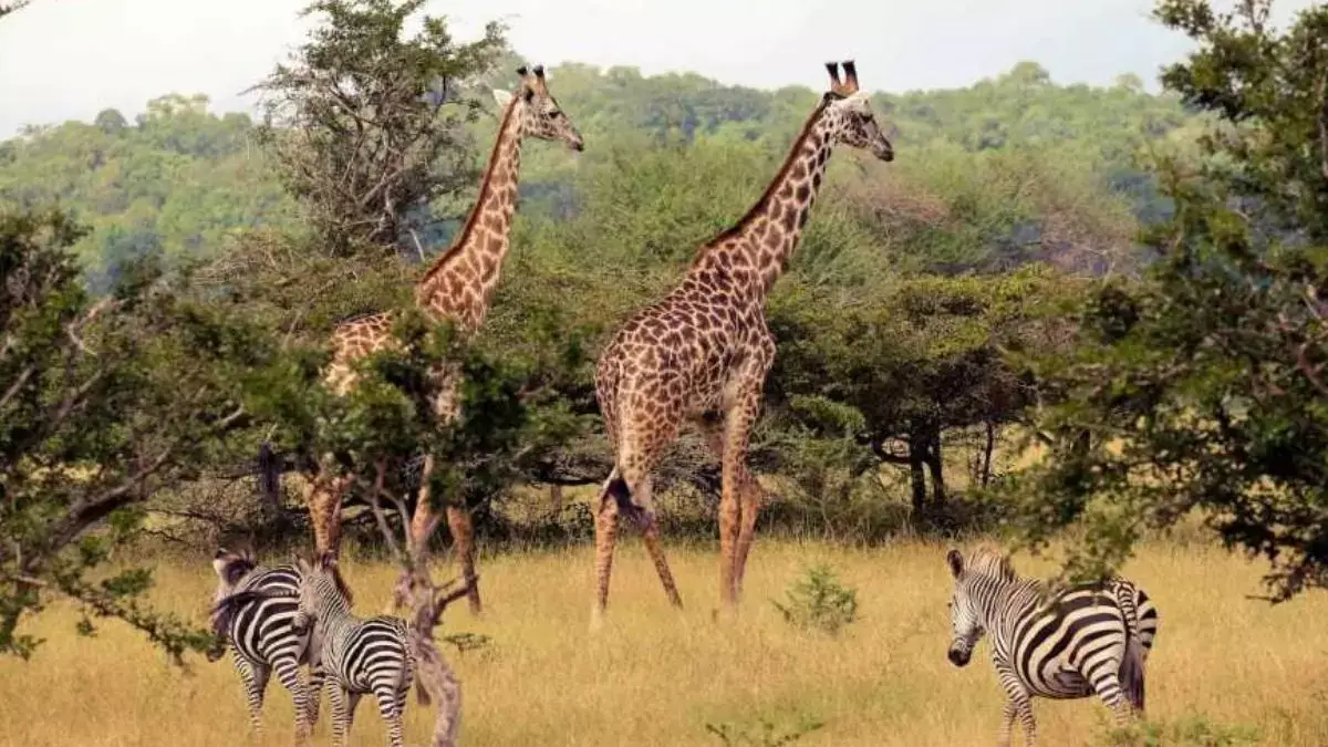 Tanzanian Animal Reserve - (Zebra's and Giraffe's)