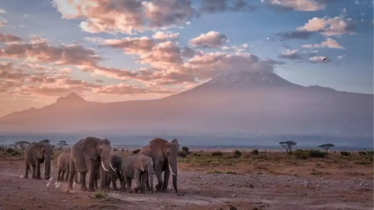 A Bush of Elephant roaming around Mt kilimanjaro