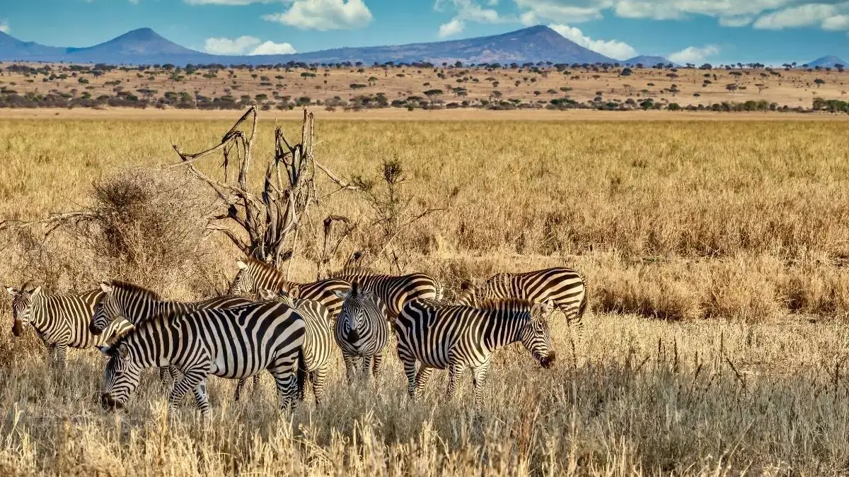 A dazzle of zebra's from Kidepo valley national park