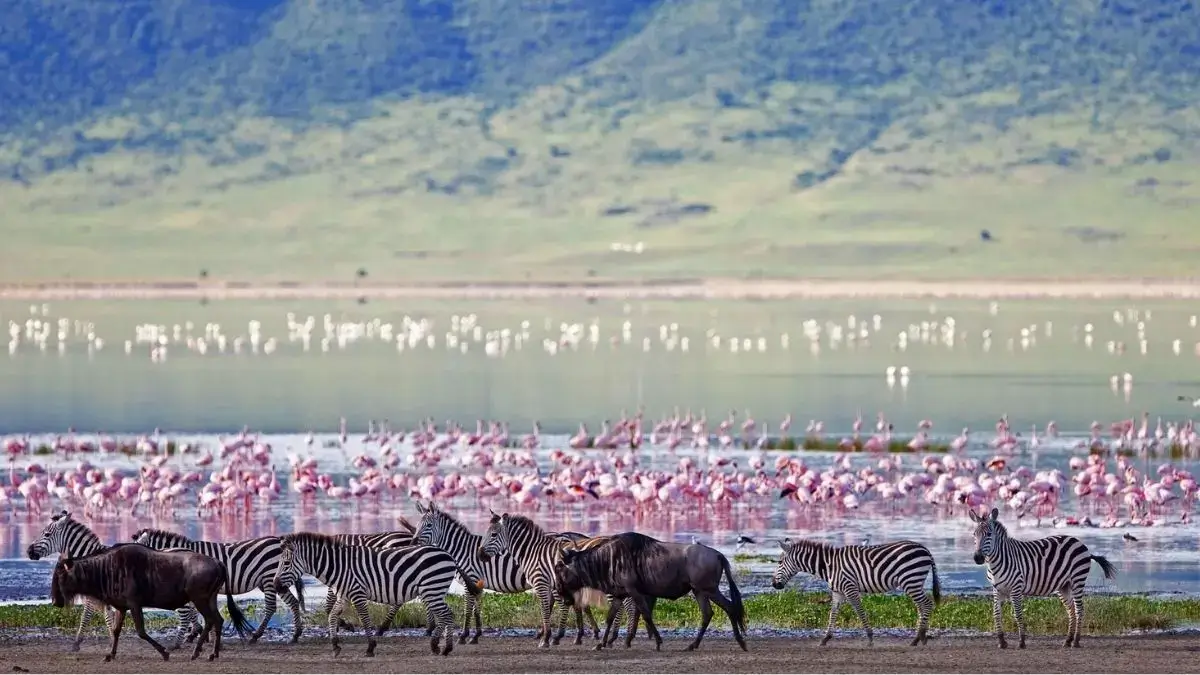 A view of Wilderness with Beauty (Zebras, Wildebeest, Pink Flamingos)