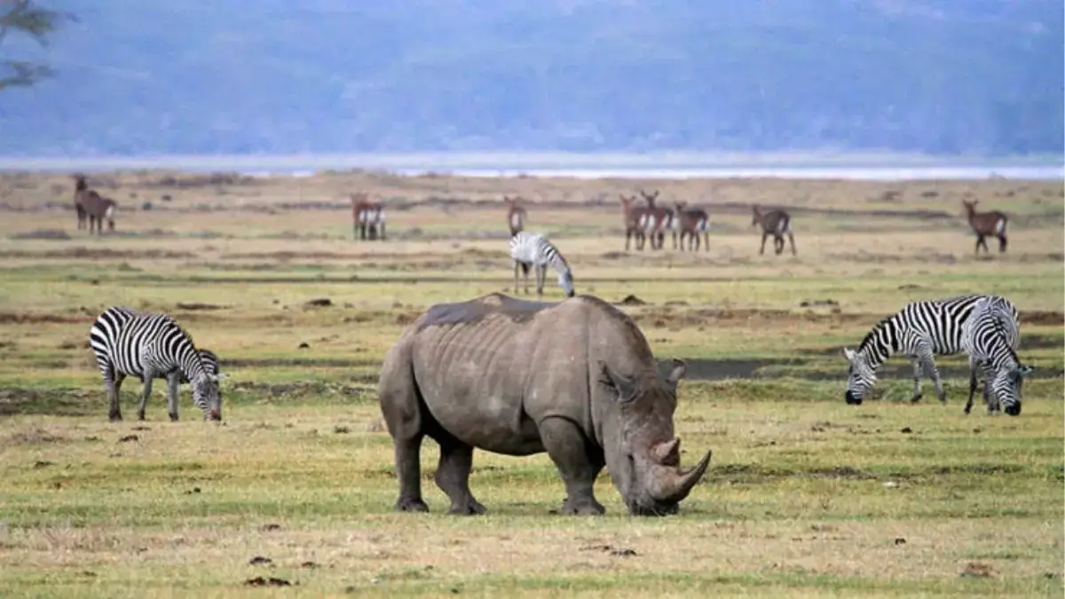 A Wild Rhino along with zebra's and other animals.