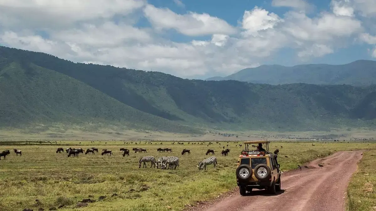 a jeep full of travelers enjoying the wilderness of wildebeest and Zebra all around them.