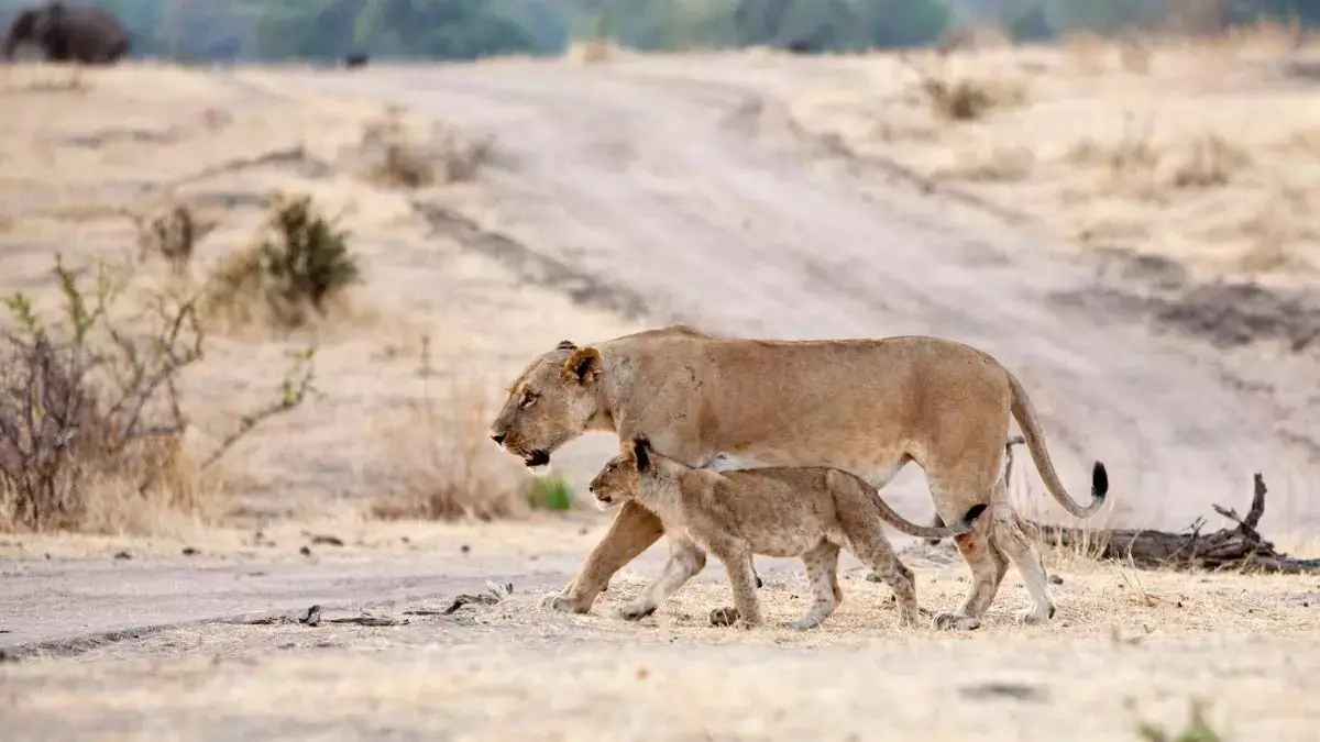 Lioness crossing the road along with a cub