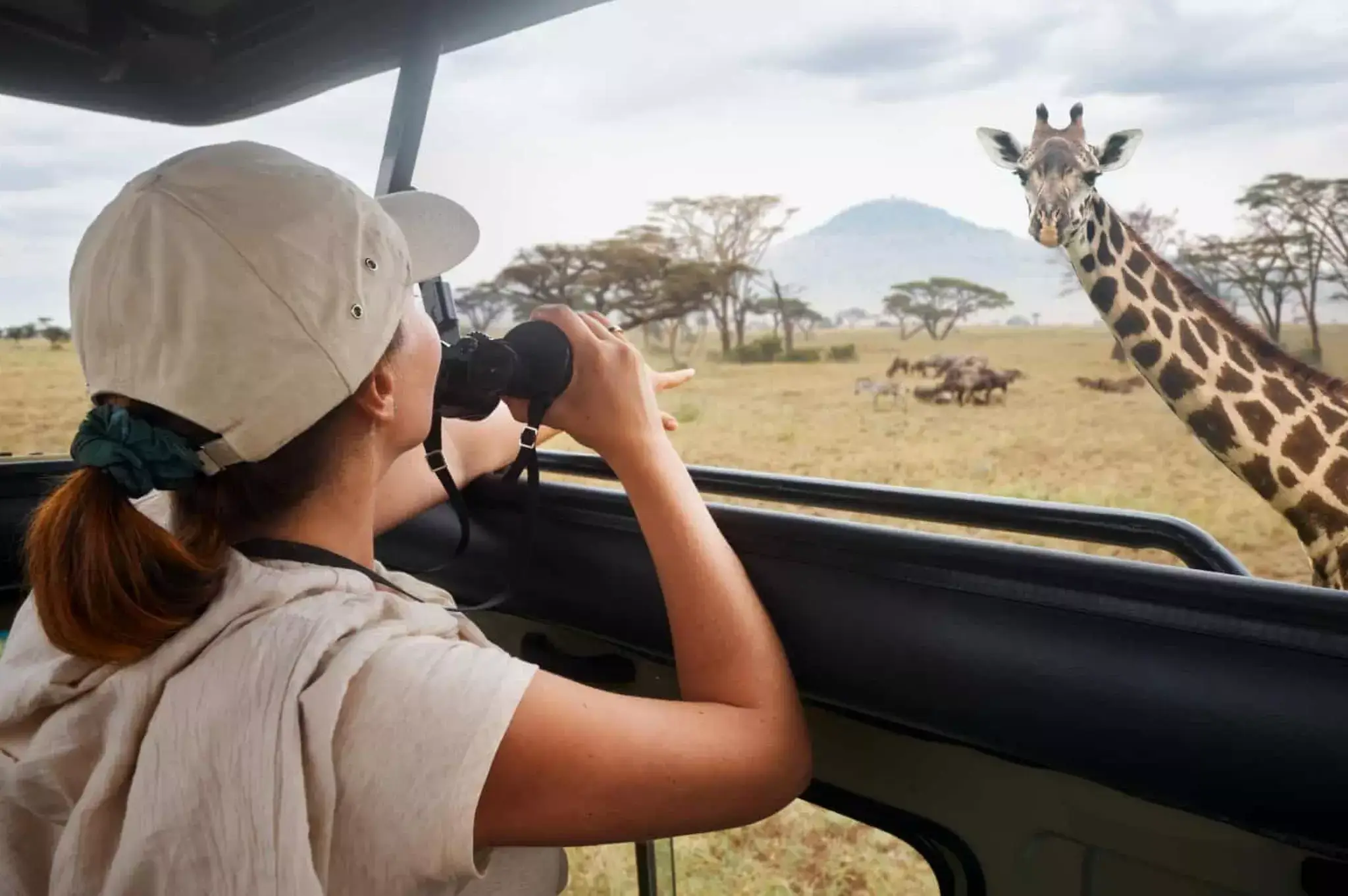 A female traveller capturing an image of a giraffe from a safari vehicle