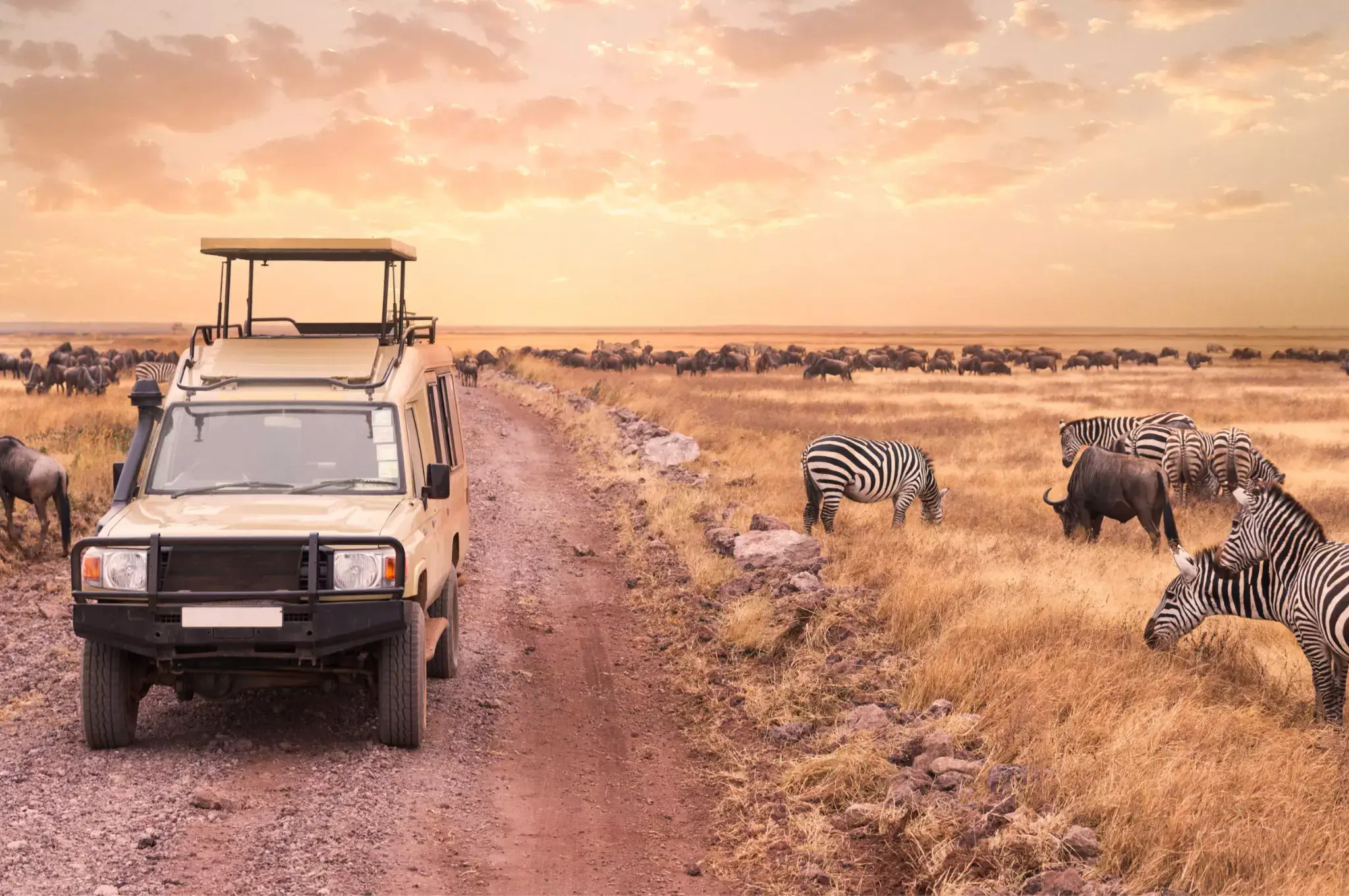 A safari jeep surrounded by wilderness of wildebeest and zebra's in Tanzanian national parks