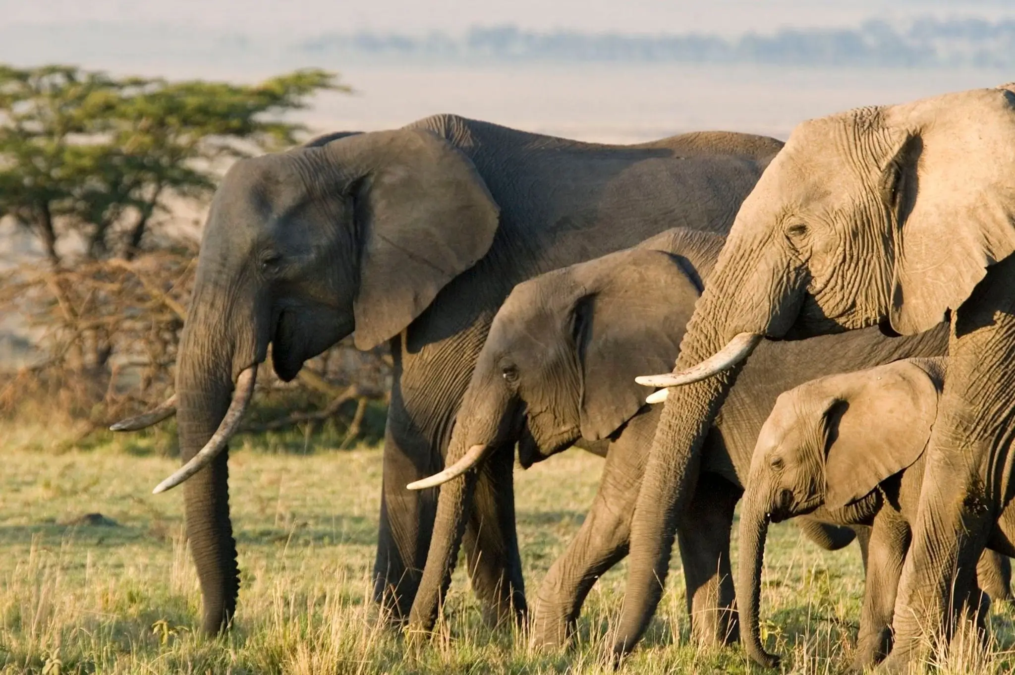 A Herd of Elephants roaming in safari jungle of Tanzania