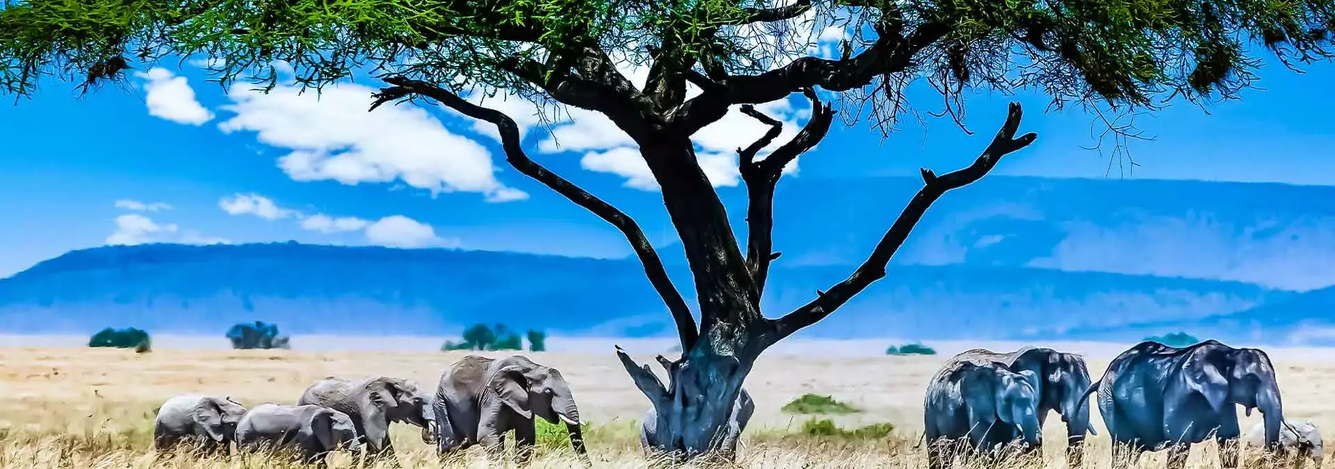 A group of elephants under a big green tree in the wilderness