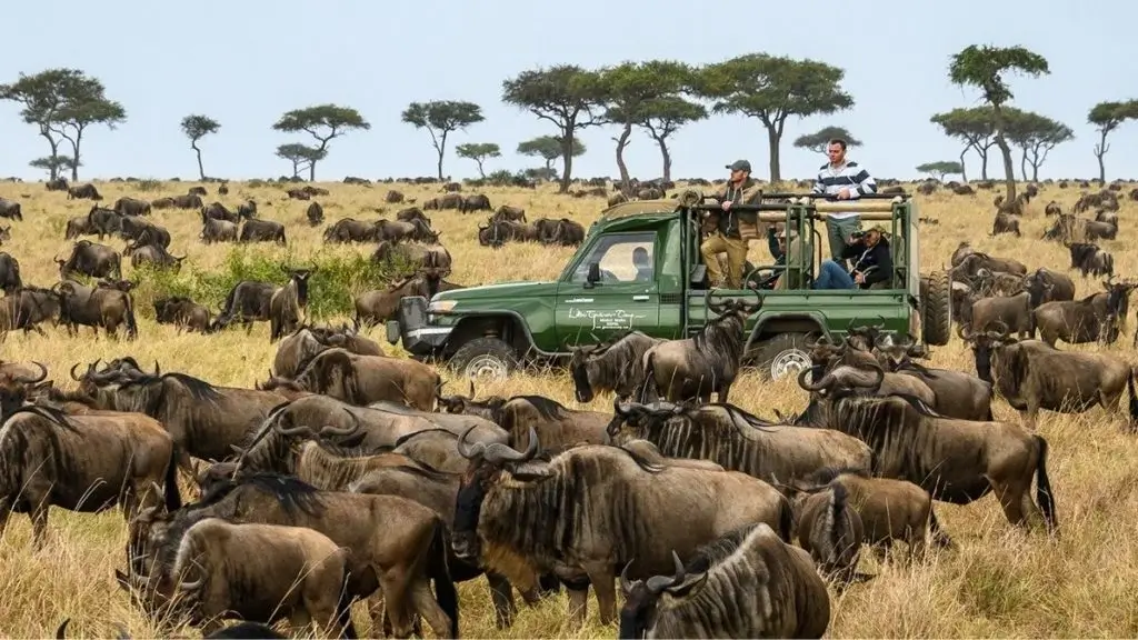 A jeep full of tourists are travelling, With a wilderness of wildebeest all around them.