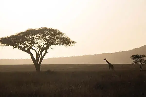 A Giraffe in a jungle with evening view