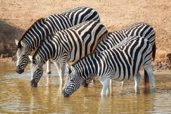 A dazzle of zebra's drinking water