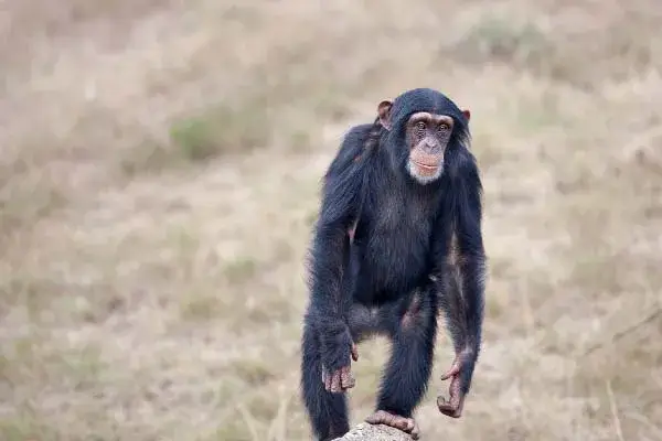 Cameroon chimpanzee