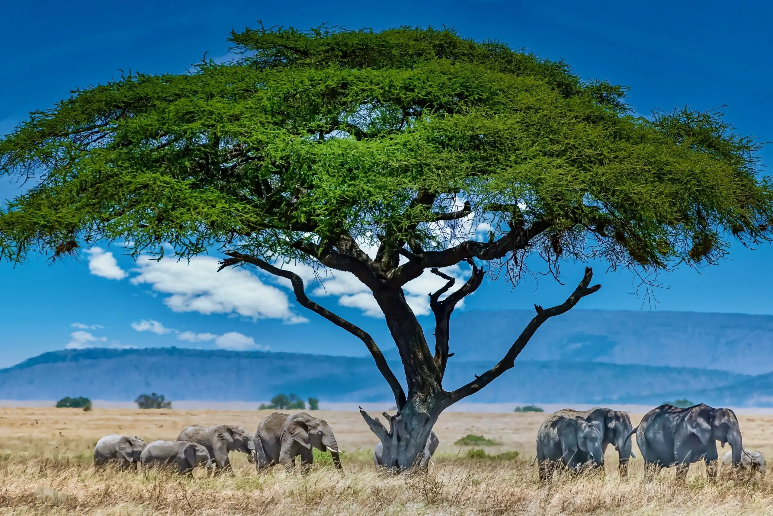 A group of elephants under a big green tree in the wilderness