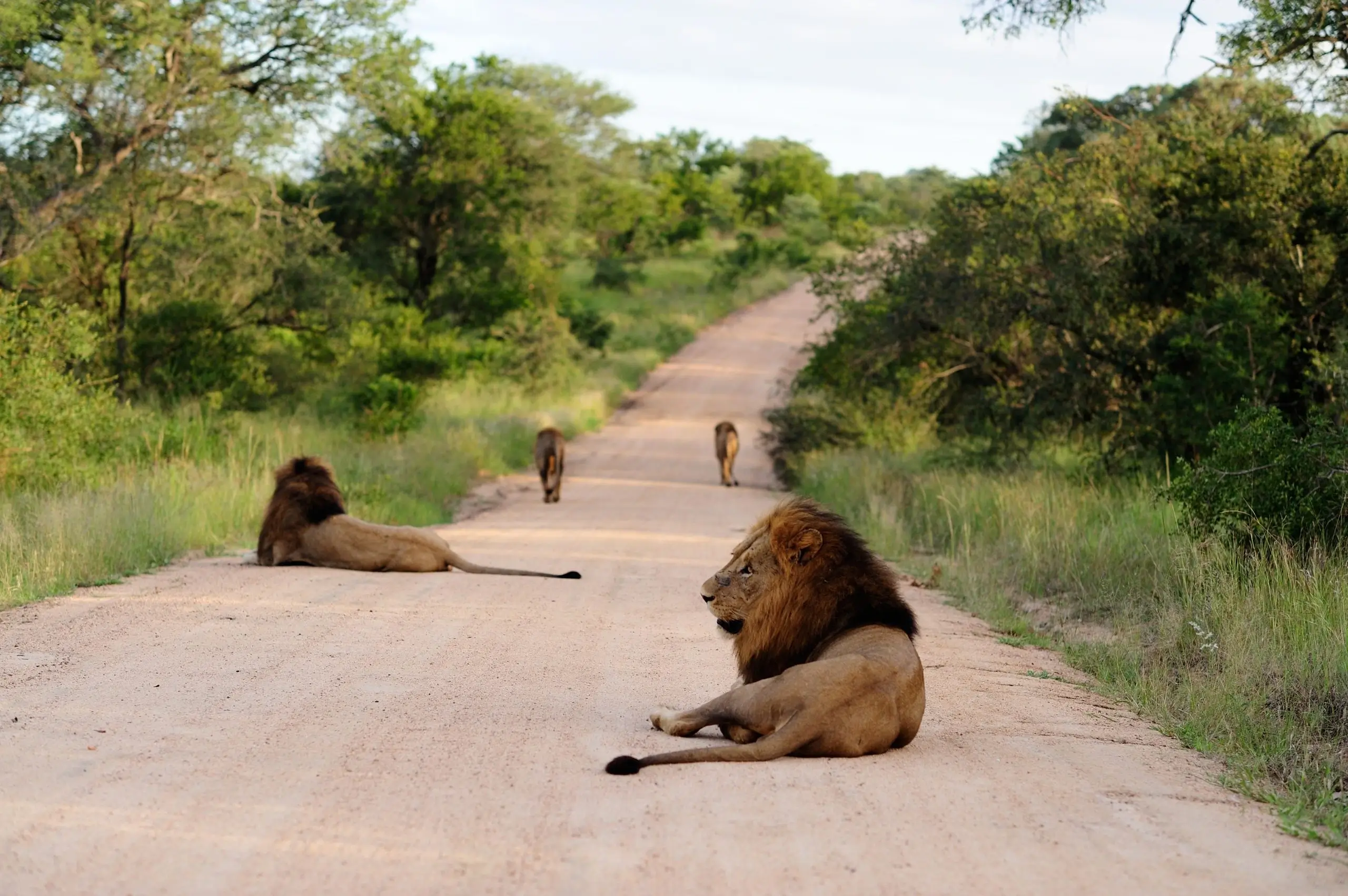 Group of magnificent lions gravel on road, surrounded by grassy fields trees